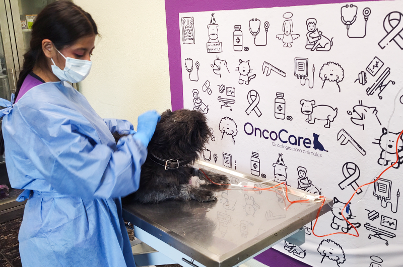 Neoplasias en mascotas