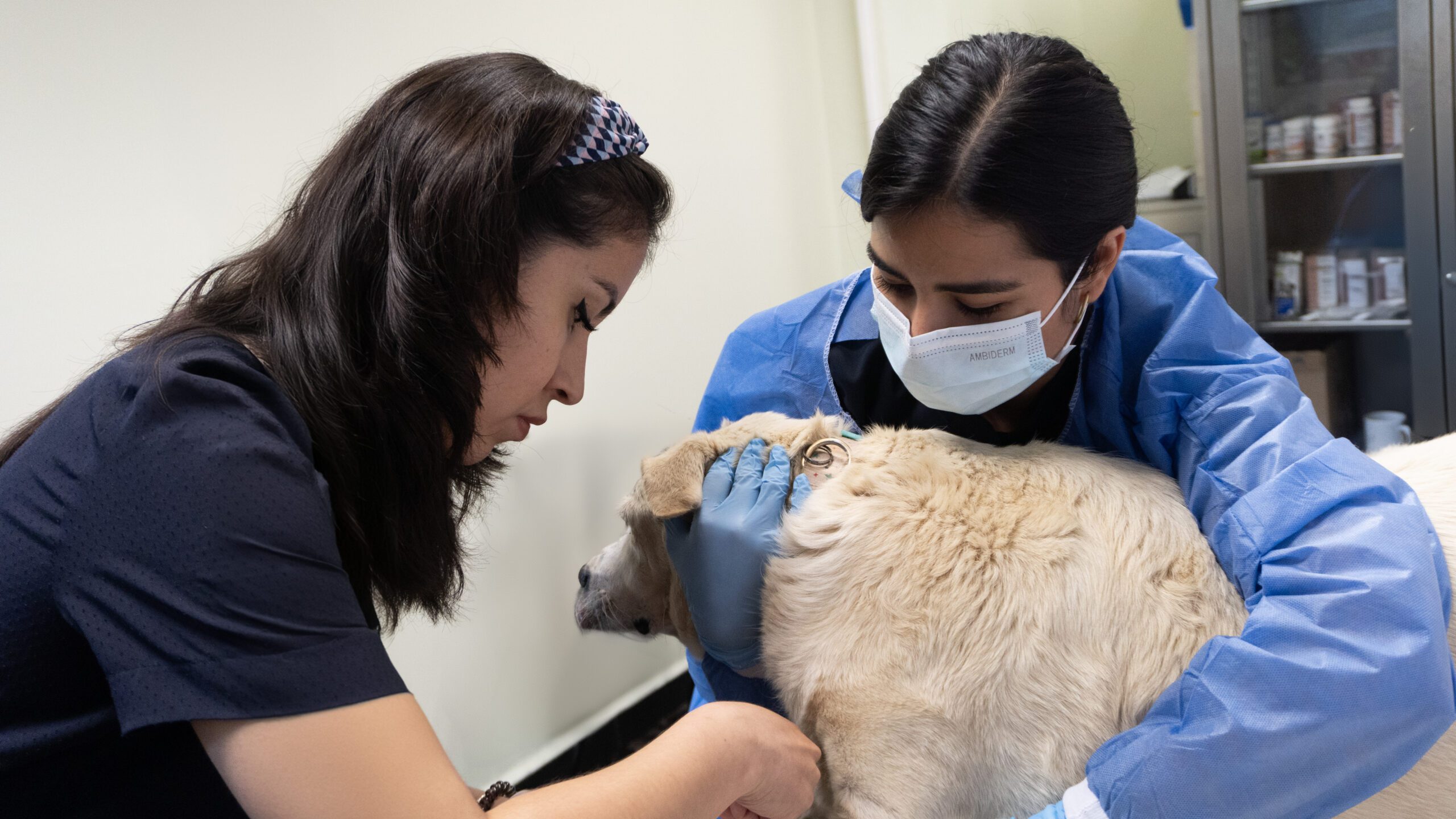 Oncologos Veterinarios en Mexico