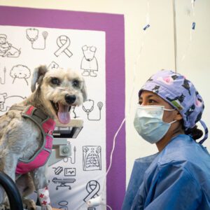 Veterinarios Especialistas en Cancer en Mexico