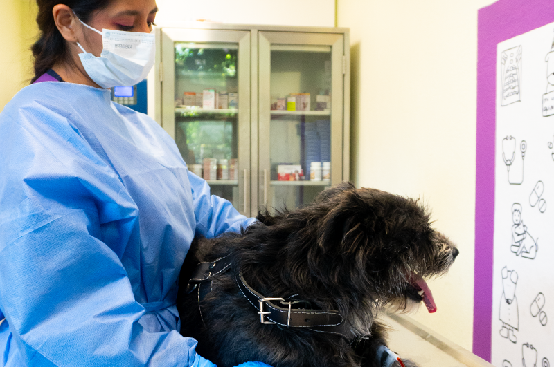 Veterinarios Especialistas en Cáncer en México Veterinarios Especialistas en Cancer en Mexico