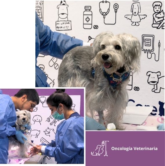 Oncologia veterinaria 569x571 px