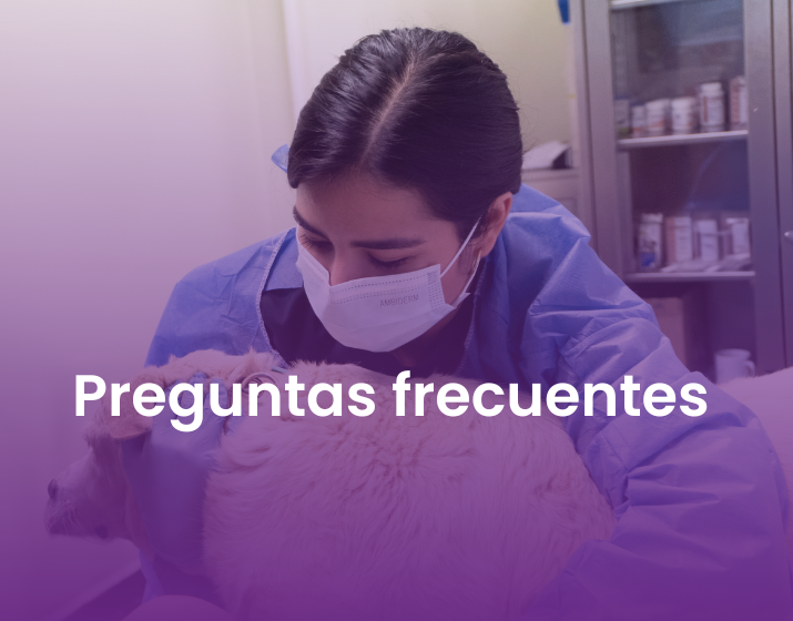 oncologia en veterinaria oncologia en veterinaria
