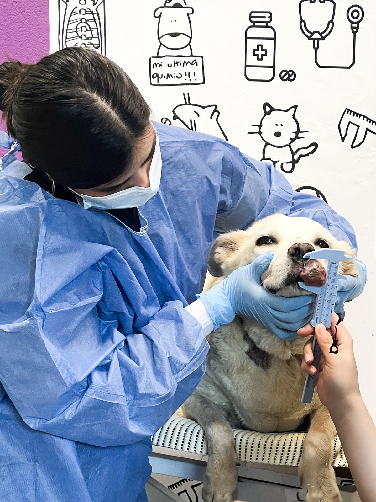 Señales de cancer en perros