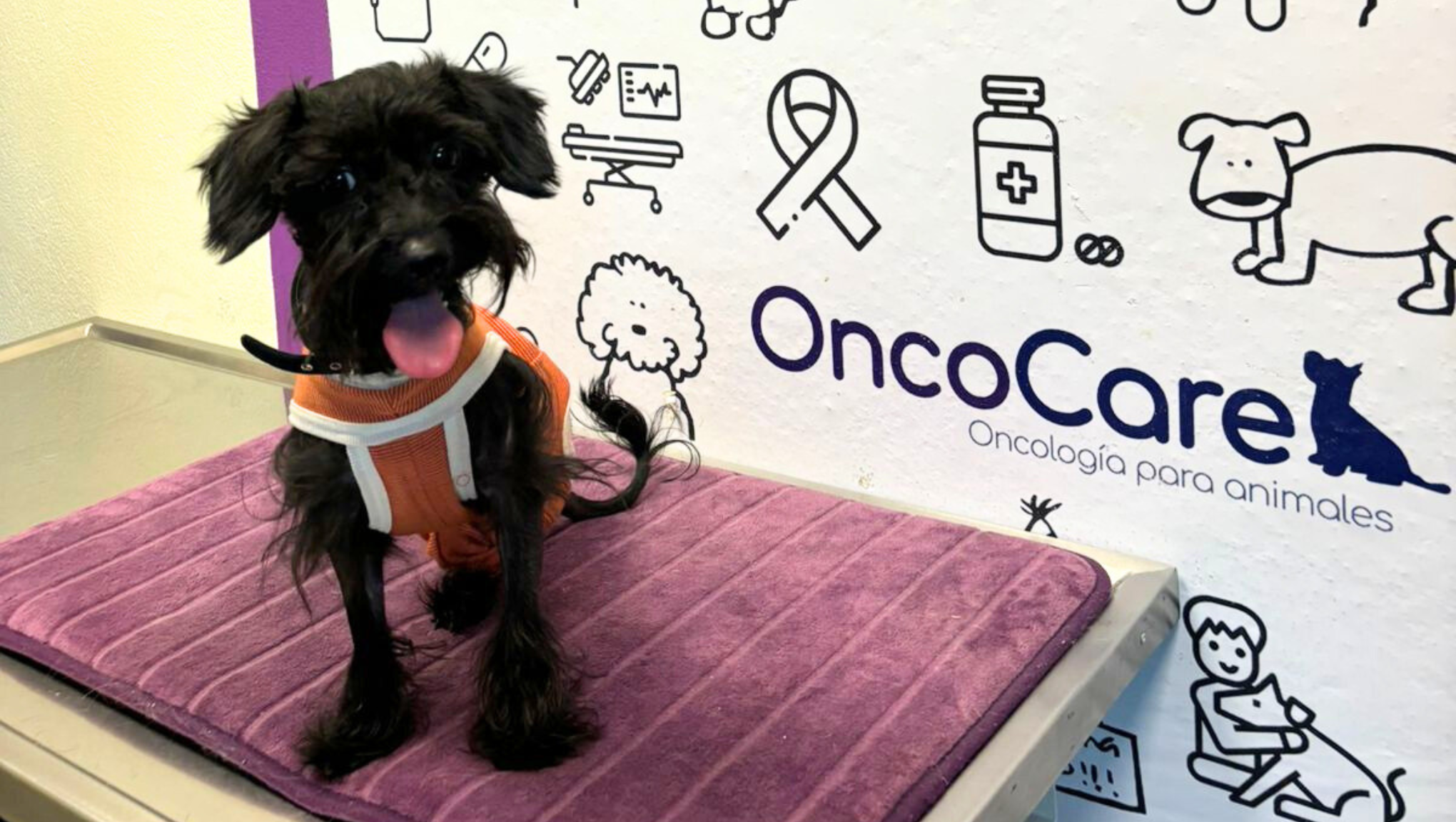 cancer en perros